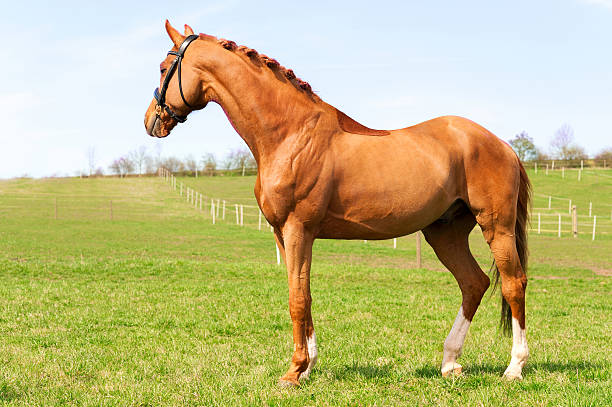 istock Purebred braided red stallion standing on pasturage. Exterior image. 510623756