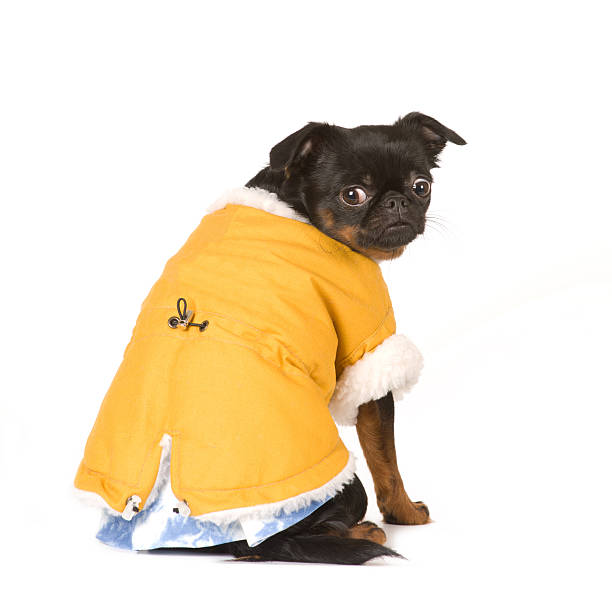 istock Cute dog portrait 510624616