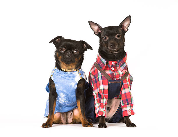 istock Cute dog portrait 510624718