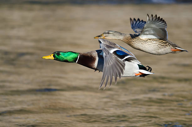istock Pair of Mallard Ducks Flying Low Over the River 510624844