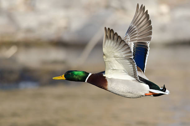 istock Mallard Duck Flying Low Over the River 510624944