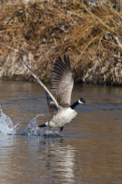 istock Canada Geese Taking to Flight from the River 510625132
