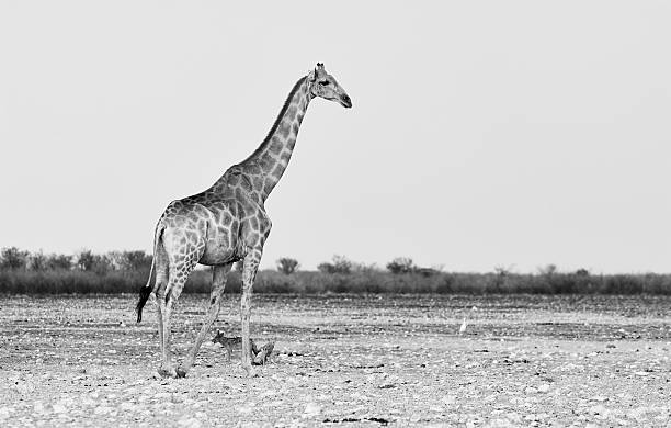 istock Giraffe photographed in black and white 510625196