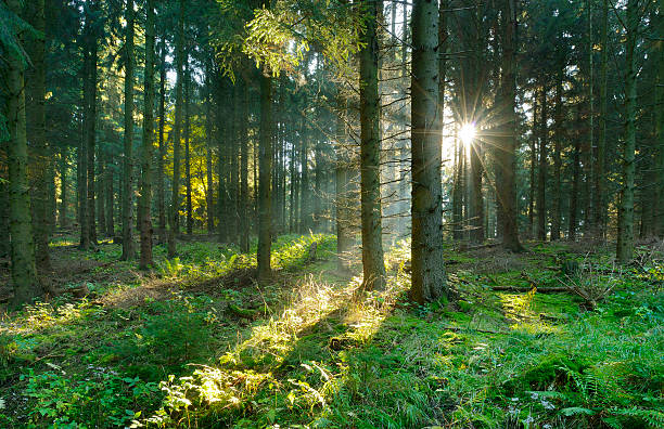 istock Sunbeams breaking through Spruce Tree Forest at Sunrise 510625500