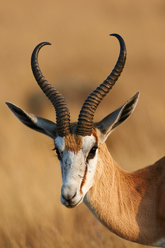 Retrato de un hermoso Springbok photo