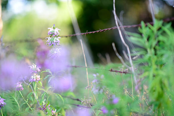 istock Wildflowers and barbed wire 510625810