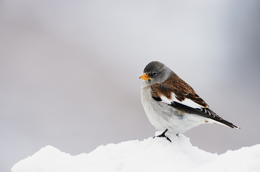 White winged snowfinch photographed in winter on snow