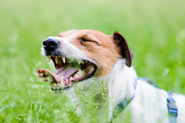 istock Tired dog has pleasure at green grass after game 510626718
