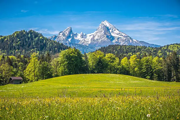 Idyllic landscape in the Alps with fresh green meadows, blooming flowers, typical farmhouses and snowcapped mountain tops in the background, Nationalpark Berchtesgadener Land, Bavaria, Germany