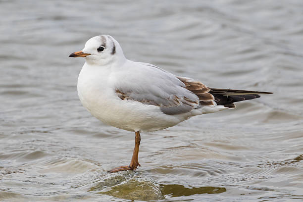 istock Close up view of seagull 510627244