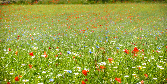 Colorful blooming wild flowers on the idyllic meadow at spring time in the sunshine