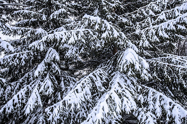 Snowy Pinetrees stock photo