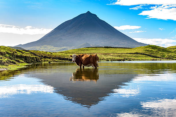 Cow standing in a lake, mount Pico in the background stock photo