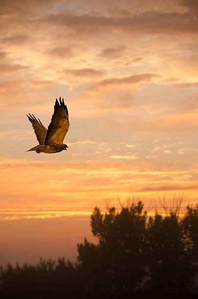 istock Swainson's hawk flying in a summer sunrise and screeching. 510629612