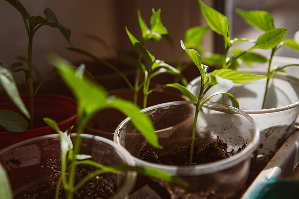 istock Agriculture, Seeding, Plant seed growing concept 510629966