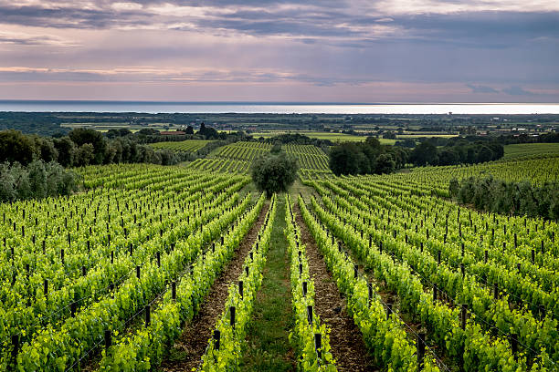 istock Bolgheri - Wikipedia 510630132
