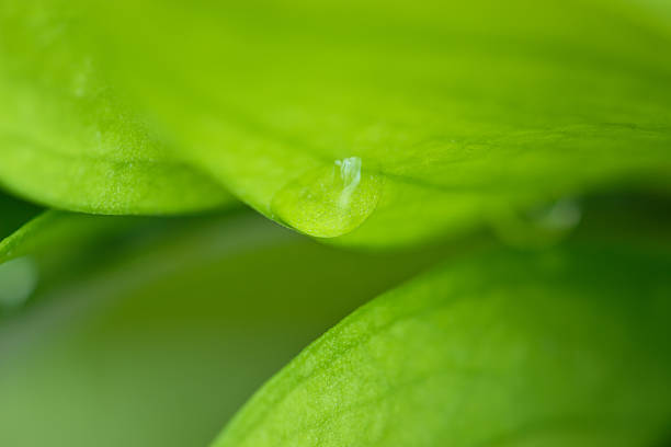 istock Water drops on green leaves 510630254