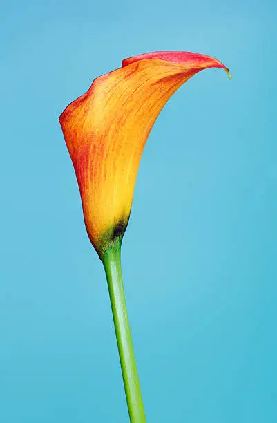 Photo of Orange Calla Lily Flower