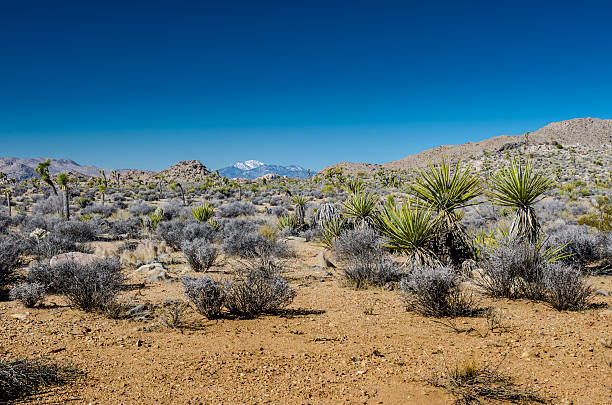 istock Desert Landscape with Snowy Mountain 510631206