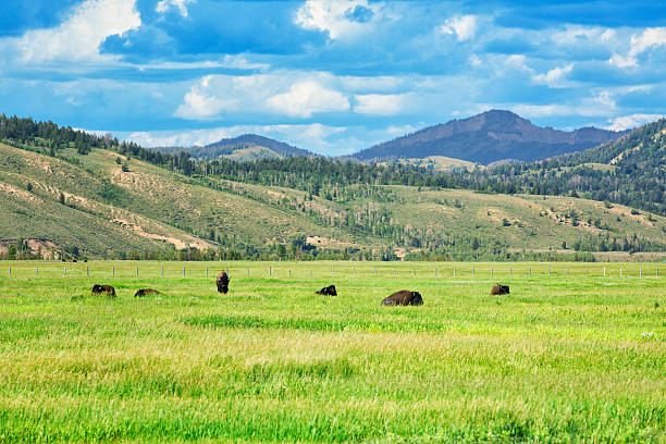 Montana Buffalo pastures with mountains landscape