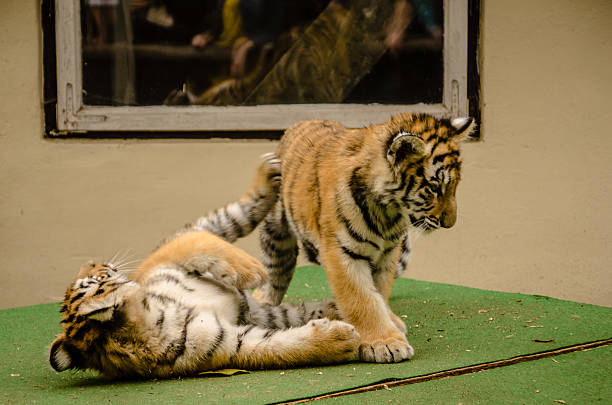 Tiger in a zoo