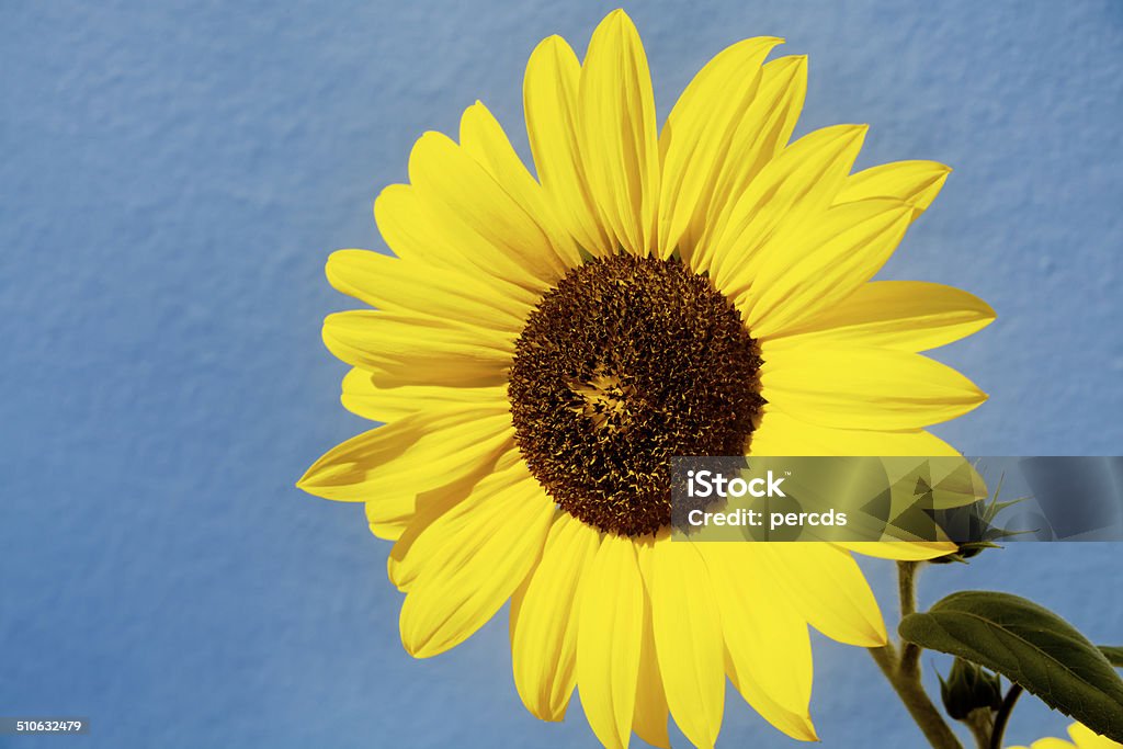 Sunflower Sunflower with blue background. Beauty In Nature Stock Photo