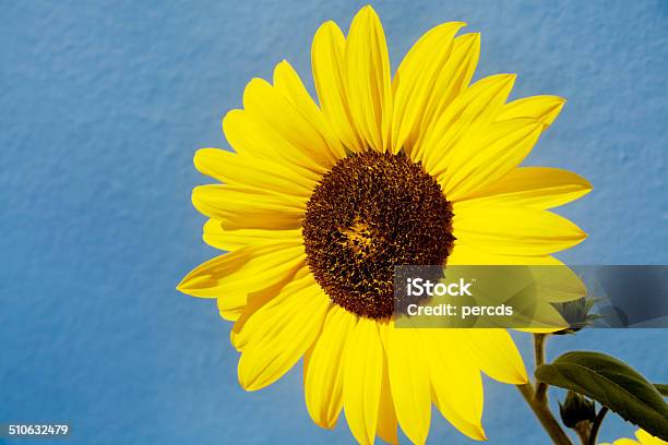 Sunflower Stock Photo - Download Image Now - Beauty In Nature, Blue, Botany