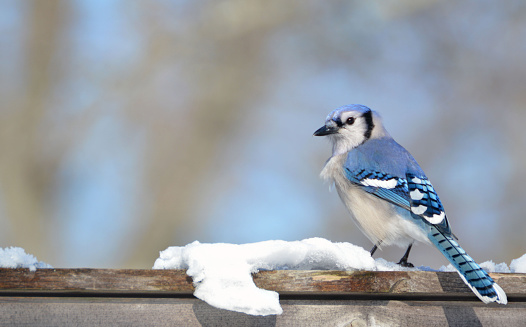 A Blue Jay sitting on a wooden fence after a winter snow storm on Long Island.