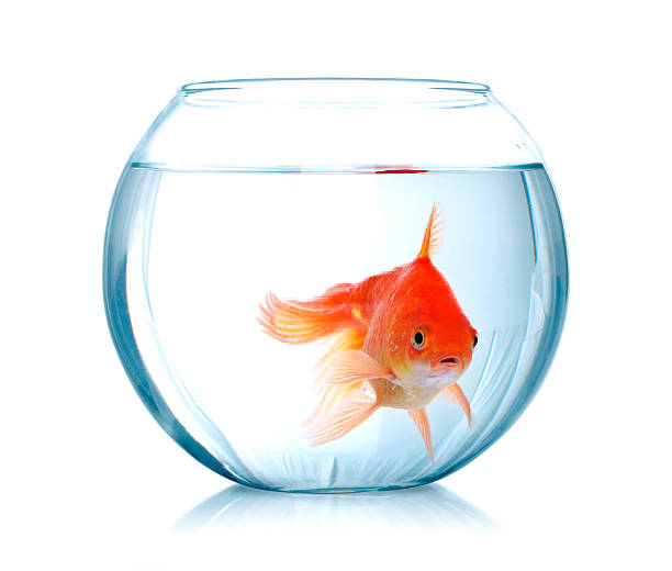 istock Goldfish in aquarium isolated on white 510632950