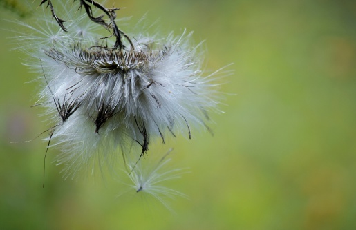 A Bull Thistle in seed stage, photographed in a summer meadow.
