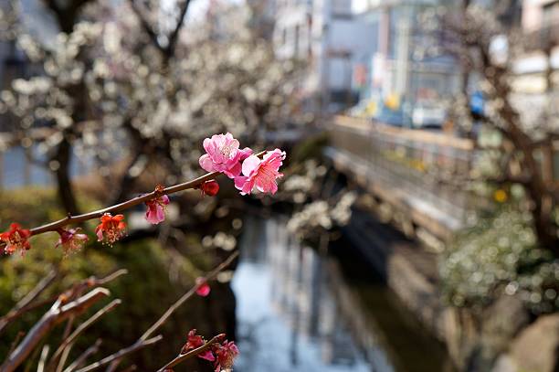 istock Japanese plum blossom 510633731