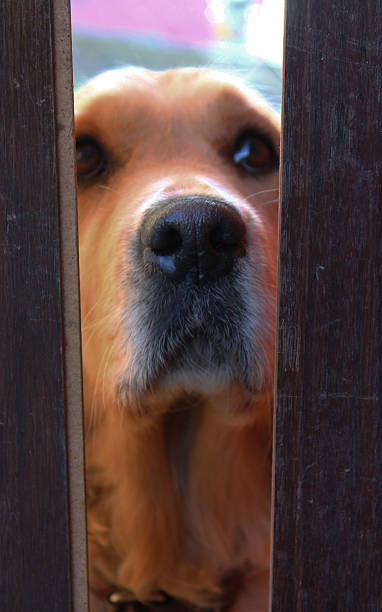 istock Waiting for food 510634051