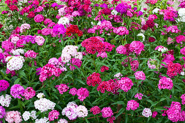 istock Flowerbed of Dianthus 510634209