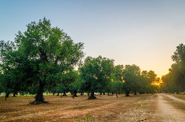 puglia, italia, alberi di ulivo - olive tree oil industry cooking oil foto e immagini stock