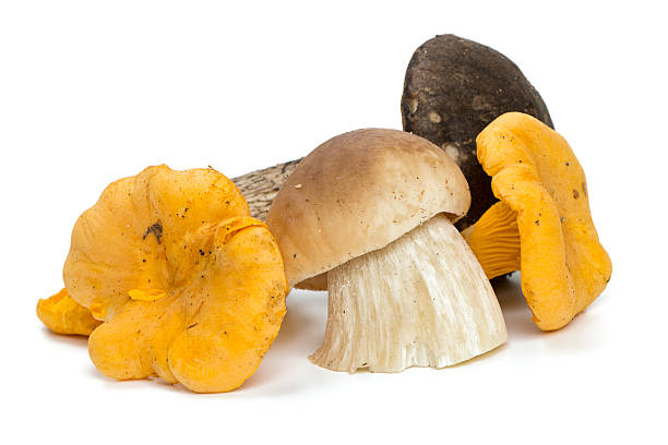 아름다운 eadible 버섯 - yellow boletus 뉴스 사진 이미지