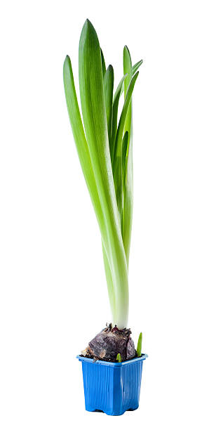 istock young hyacinth sprout and  bulb pot isolated on white background 510635002