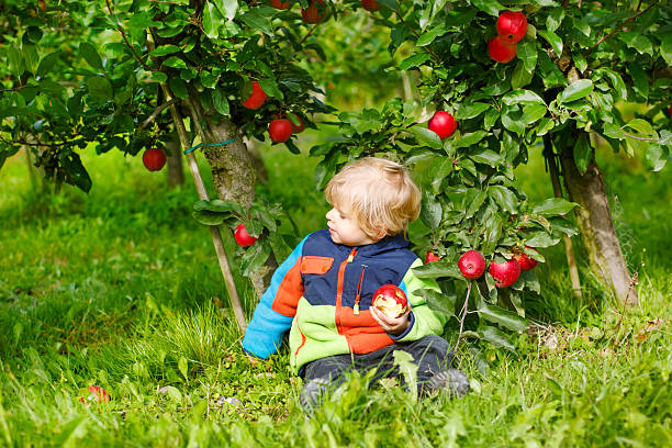 istock Little toddler boy picking red apples in orchard 510635116