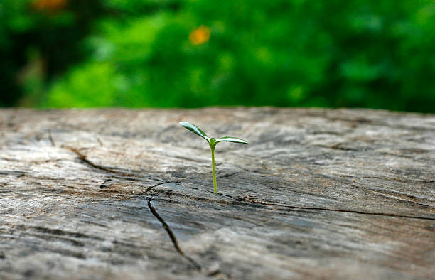 istock plant born on the stump 510635403