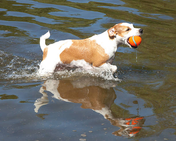 Happy little wet brown and white Jack Russell Terrier purebred dog wading through water  in a lake while fetching an orange tennis ball