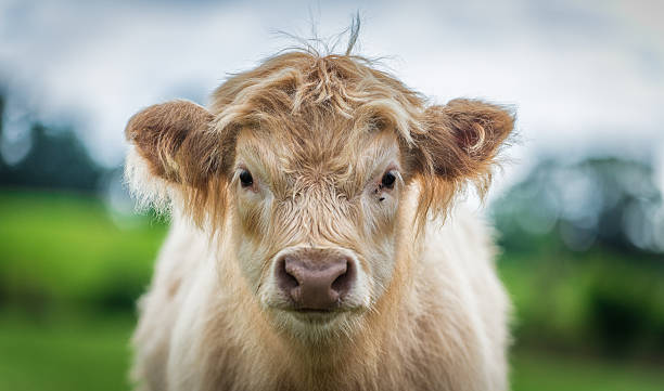 istock Calf Portrait - shallow depth of field 510635760