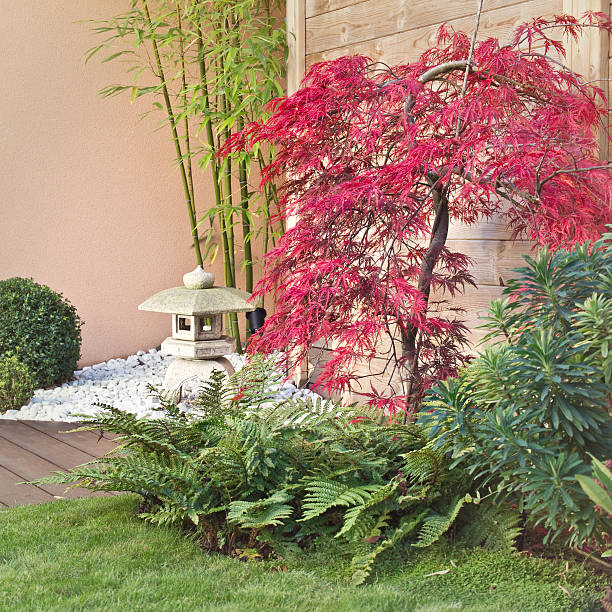Red japanese maple tree in a zen garden