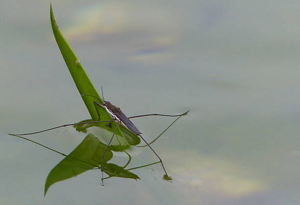 istock The Water Skater Gerris lacustris on Iris laevigata... 510636599