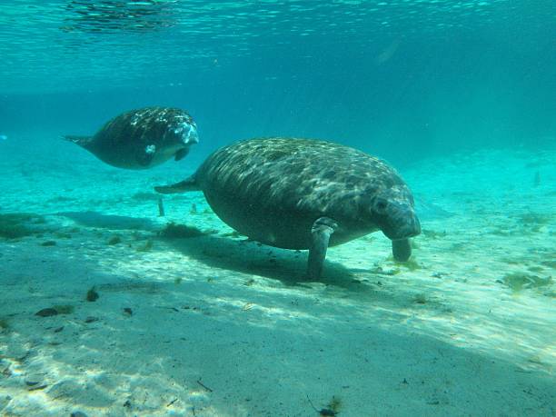 Manatee A mother and calf Manatee swim in the Three Sisters Spring, Crystal River Florida three sisters springs stock pictures, royalty-free photos & images