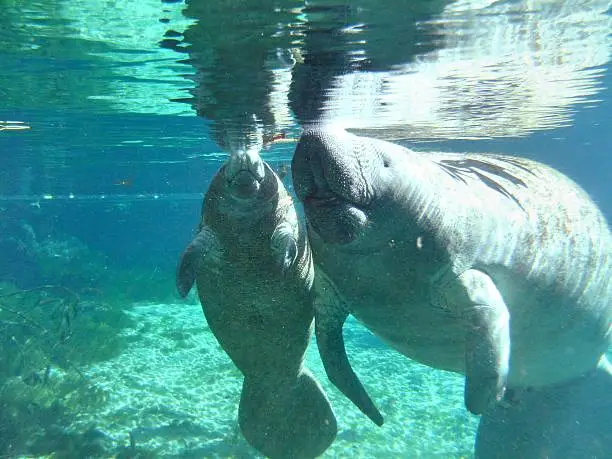 a mother and calf Manatee rest in the Three Sisters Spring, Crystal River Florida