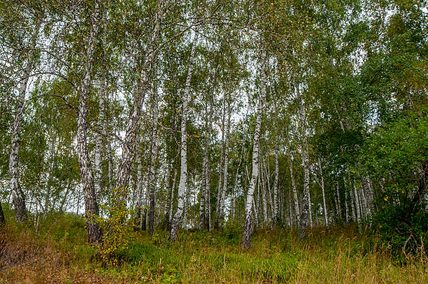 istock In the birch forest 510637089
