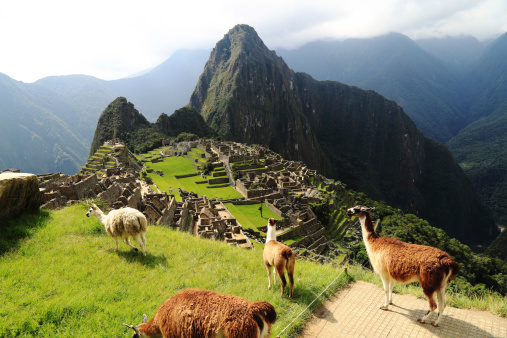 Llama at Machu Picchu, Peru