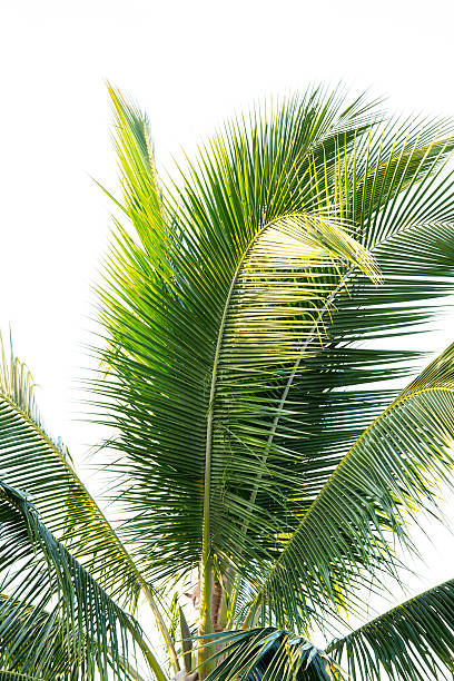 istock green coconut leaves on sky 510637948