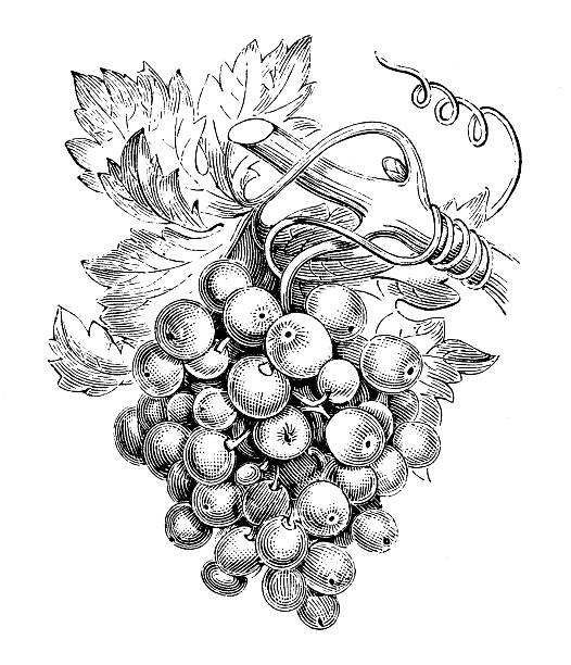 illustrations, cliparts, dessins animés et icônes de ancienne illustration de vine (vitis vinifera) - raisin illustrations