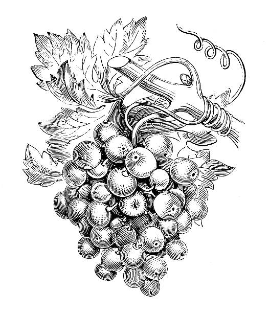 античный иллюстрация лозы (vitis имеющая) - vinifera stock illustrations