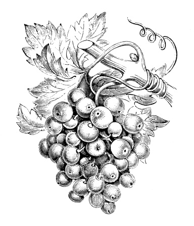 Antique illustration of vine (Vitis vinifera)